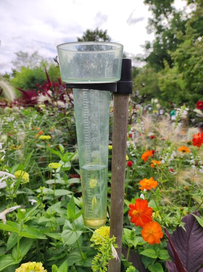 Regenmesser im Beet