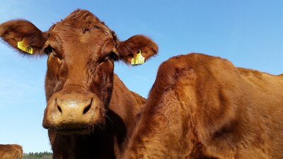 Mutterkuh auf der Weide