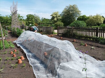 Verwendung eines Gemüsefliegennetz zum Schutz gegen Schädlinge im Garten