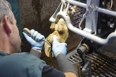 Prophylaktische Klauenpflege trägt zum Tierwohl bei und rechnet sich ökonomisch - © Alexandra Koch Klauenschneiden