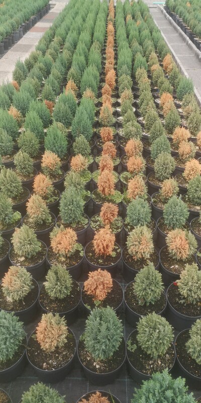 Chamaecyp. laws. Ellwoodi mit Phytophthora-Symptomen - © Maren Hantelmann Chamaecyp. laws. 'Ellwoodi' mit Phytophthora-Symptomen