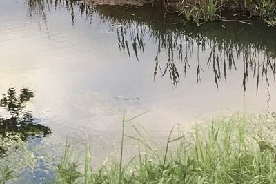 Gewässerrandstreifen - © LWK Niedersachsen Gewässerrandstreifen
