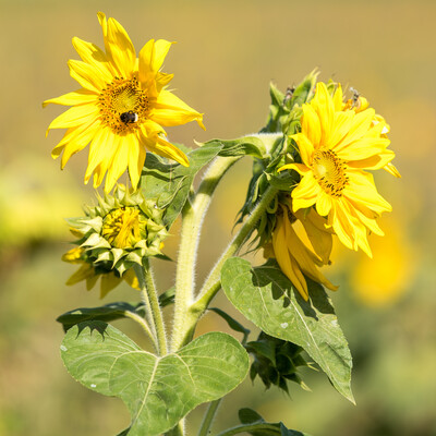 Vorstellung einer Fläche speziell für den Rebhuhnschutz nahe des Wolfenbütteler Ortsteils Leinde. Derartige Projekte werden im Zuge des Natur- und Artenschutzbündnisses „Der Niedersächsische Weg“ vermehrt umgesetzt. - © Wolfgang Ehrecke Vorstellung einer Fläche speziell für den Rebhuhnschutz nahe des Wolfenbütteler Ortsteils Leinde. Derartige Projekte werden im Zuge des Natur- und Artenschutzbündnisses „Der Niedersächsische Weg“ vermehrt umgesetzt.