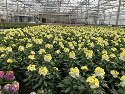 Erysimum in torfreduziertem Substrat - © Melanie Lüdtke Erysimum in torfreduziertem Substrat