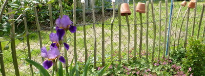 Staudenrabatte am Zaun