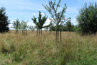 Streuobstwiesen zählen in Mitteleuropa zu den wertvollsten Biotopen - © Kerstin Fricke Streuobstwiesen zählen in Mitteleuropa zu den wertvollsten Biotopen