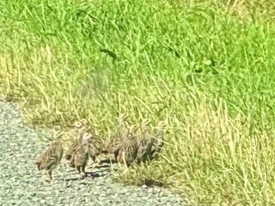 Rebhuhnkette nahe einer Fläche speziell für den Rebhuhnschutz bei Wolfenbüttel-Leinde. - © Carsten Grupe Rebhuhnkette nahe einer Fläche speziell für den Rebhuhnschutz bei Wolfenbüttel-Leinde.