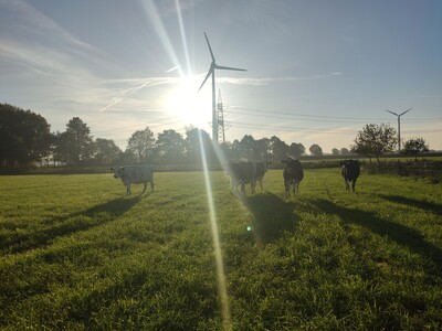 Bio-K&uuml;he auf der Weide