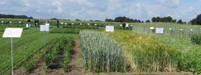 - © Urte Kollek Feldtag Borwede 2015