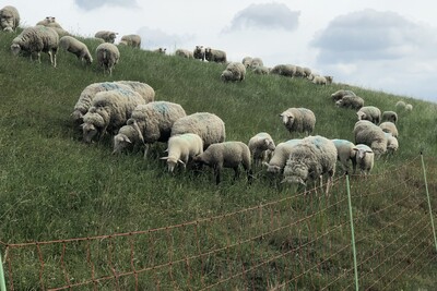 Schafe am Deich hinter Elektrozaun
