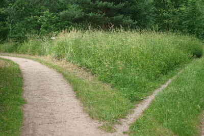 2 Wege - © LWK Niedersachsen Waldweg teilt sich in zwei Pfade, umgeben von hohen Bäumen und dichtem Grün.