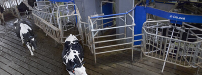 - © DeLaval Melkroboter