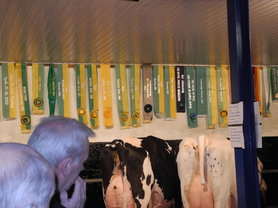 In eindrucksvoller Weise präsentierte der Betrieb ausgewählte Kühe mit den darüber befindlichen Siegesschleifen, die Zuchttiere in den vergangen Jahren erzielten - © Dr. Hans-Gerd Brunken In eindrucksvoller Weise präsentierte der Betrieb ausgewählte Kühe mit den darüber befindlichen Siegesschleifen, die Zuchttiere in den vergangen Jahren erzielten