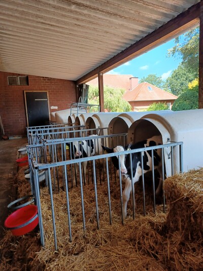 Kälber im Iglu - © Dr. Georg Teepker Kälber im Iglu