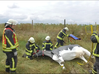 Tierrettung Rind - © Kai-Uwe Tegenkamp / Freiwillige Feuerwehr Vechta Tierrettung Rind