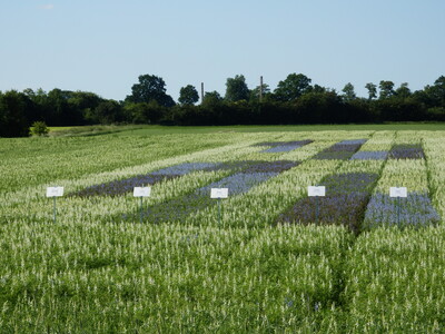 Lupinen Landessortenversuch