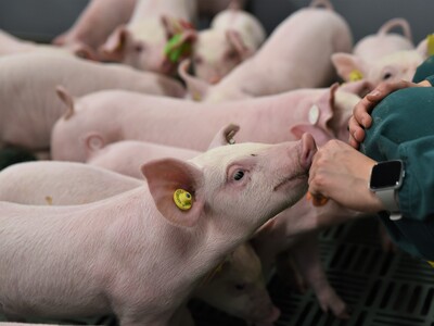 Erstmals hat die Landwirtschaftskammer Ferkel in die neue DigiSchwein-Ferkelaufzucht eingestallt.