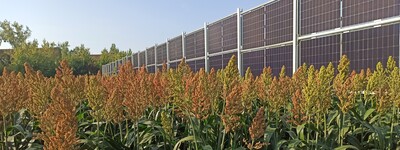 - © Helmut Wahl Agri-PV-Anlage