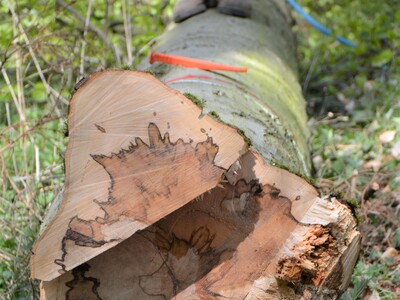 Schöne Bruchleiste nach der Fällung - © Carl Hesebeck Schöne Bruchleiste nach der Fällung