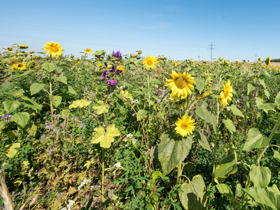 Vorstellung einer Fläche speziell für den Rebhuhnschutz nahe des Wolfenbütteler Ortsteils Leinde. Derartige Projekte werden im Zuge des Natur- und Artenschutzbündnisses „Der Niedersächsische Weg“ vermehrt umgesetzt. - © Wolfgang Ehrecke Vorstellung einer Fläche speziell für den Rebhuhnschutz nahe des Wolfenbütteler Ortsteils Leinde. Derartige Projekte werden im Zuge des Natur- und Artenschutzbündnisses „Der Niedersächsische Weg“ vermehrt umgesetzt.