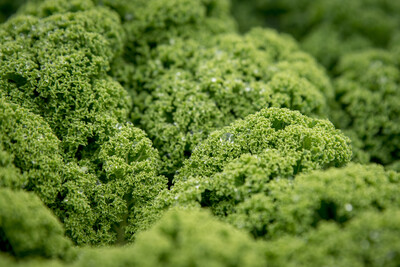 Erntereife Grünkohlpflanzen auf einem Feld in Langförden (Stadt Vechta). - © Wolfgang Ehrecke Erntereife Grünkohlpflanzen auf einem Feld des Betriebs Gottfried Gerken aus Langförden (Stadt Vechta).