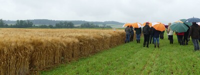 - © Isabel Bröker Feldtag Getreide Wiebrechtshausen