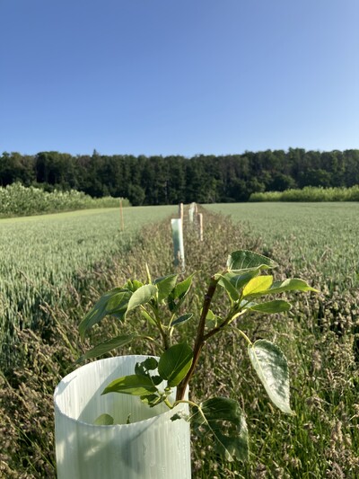 Walnuss / Pappel - Agroforst