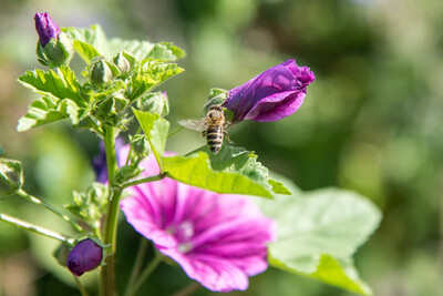 Vorstellung einer Fläche speziell für den Rebhuhnschutz nahe des Wolfenbütteler Ortsteils Leinde. Derartige Projekte werden im Zuge des Natur- und Artenschutzbündnisses „Der Niedersächsische Weg“ vermehrt umgesetzt. - © Wolfgang Ehrecke Vorstellung einer Fläche speziell für den Rebhuhnschutz nahe des Wolfenbütteler Ortsteils Leinde. Derartige Projekte werden im Zuge des Natur- und Artenschutzbündnisses „Der Niedersächsische Weg“ vermehrt umgesetzt.