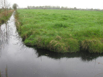 Angepasster Wasserstand mit hohen Futterertr&auml;gen und verminderter Torfzersetzung