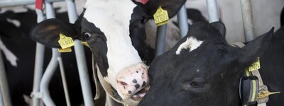 - © Andreas Tamme Freundinnen