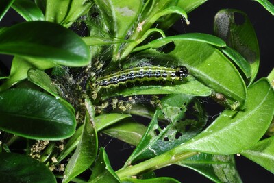 Raupe des Buchsbaumz&uuml;nslers