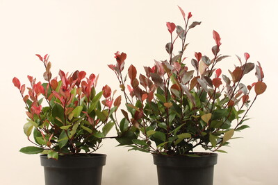 Photinia x fraseri ꞌRed Robinꞌ im Versuch mit den Flächen zur Grundwasserneubildung vs. dem Wasserrecycling. Bonitur zur Blattausfärbung (Noten von 1 hell bis 9 dunkel) (1. Boniturnote 6, 2. Boniturnote 7) - © Maren Hantelmann Photinia aus dem Wasserversuch