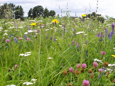 Artenreiches Grasland in farbenprächtiger Blüte