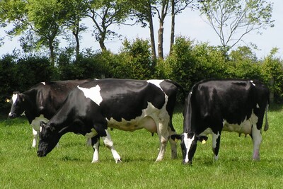 Fütterung auf der Weide optimieren - © Dr. Jakob Groenewold Drei schwarz-weiße Kühe grasen auf einer grünen Wiese, umgeben von Bäumen und Büschen.