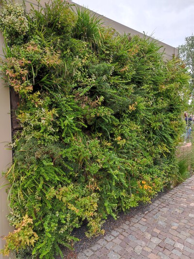 Wandgebundene Fassadenbegr&uuml;nung mit einem Stauden-Mix
