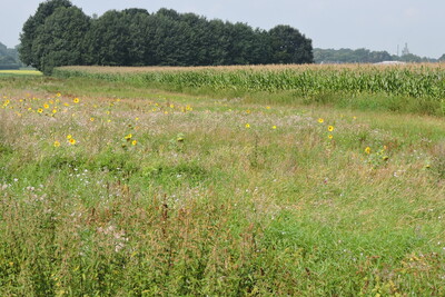 Landwirtschaftliche Fl&auml;che