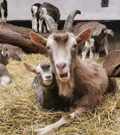 Milchziege mit Lamm - © Veronika Obermayer /media/media/33516DA1-F096-07F1-54CC6AEEFC7F54BB.jpg