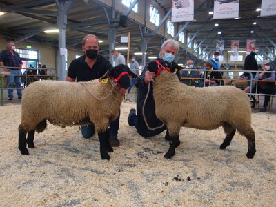 Die Suffolk-Lammb&ouml;cke von Dreher aus Halsbek (re) wurden Sieger und Reservesieger auf den 2. Schaftage Nord-West in Cloppenburg. Dreher erhielt die silberne Preism&uuml;nze der LWK