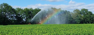 Landessortenversuche &Ouml;ko-Kartoffeln 2022