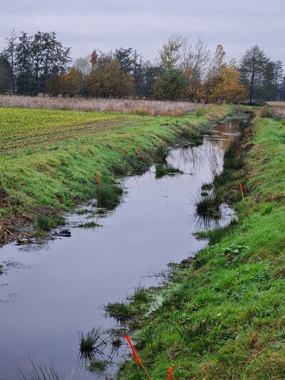 Aufgestellte Fallen wurden mit Stäben markiert. - © Heiko Fritz Aufgestellte Fallen wurden mit Stäben markiert.
