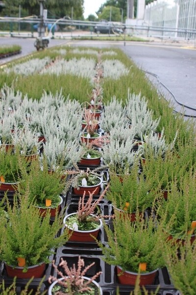 Calluna Zilly (silber) und Franca (grün) im randomisierten Blockaufbau mit Inokulationsreihe - © Maren Hantelmann Calluna 'Zilly' (silber) und 'Franca' (grün) im randomisierten Blockaufbau mit Inokulationsreihe