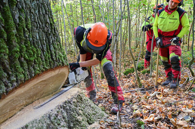 Person in Schutzkleidung f&auml;llt mit einer Motors&auml;ge einen Baum im Wald, w&auml;hrend zwei weitere Personen zuschauen.