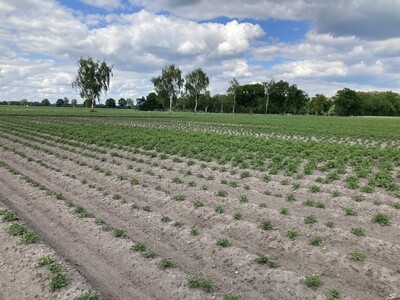 Auflaufschäden durch Nematoden