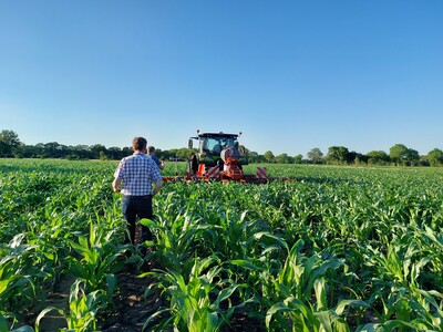 Vorf&uuml;hrung 2. Mal Hacken im Maisbestand