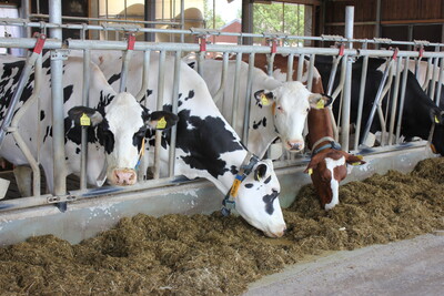 Milchkühe am Futtertisch - © Dr. Jakob Groenewold /media/media/8087B5D4-00C6-D762-CA6646F344F79CD5.JPG