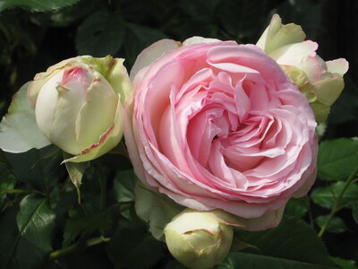'Eden Rose'