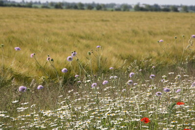 N&uuml;tzlingsbl&uuml;hstreifen an Gerstenfeld