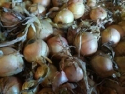 Zwiebel - © Michael Dunker /media/media/2D02037D-FFA3-FDC5-4DFF9530DCB62D8C.jpg