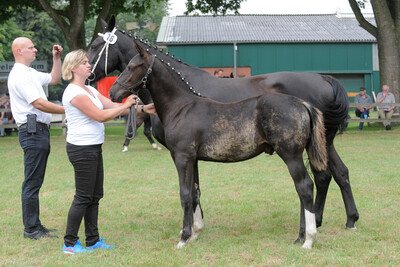 Siegerhengstfohlen, Stuten- und Fohlenschau 2024