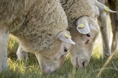 grasende Leineschafe